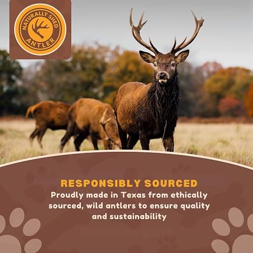 WhiteTail Naturals Deer Antlers for Dogs (1 lb Bulk Pack) Premium Antler Chews for Medium to Large Dogs – Grade A, Wild Sourced & Naturally Shed (Approx. 4-5 Count) thumbnail 2