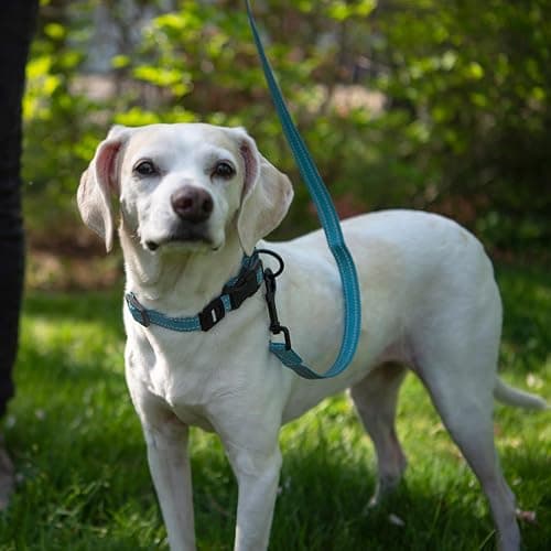 Best Pet Supplies Voyager Reflective Dog Leash or Collar with Neoprene Handle, for Small, Medium, and Large Breed Puppies, Cute and Heavy Duty for Walking, Running and Training - Baby Blue (Leash), S thumbnail 4