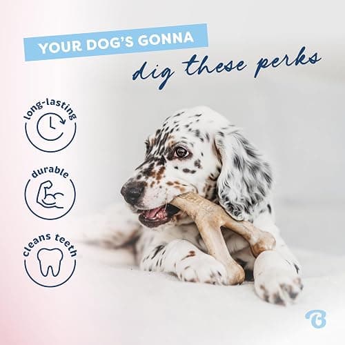Benebone Puppy 2-Pack Dental Chew/Wishbone Dog Chew Toys, Real Bacon | Made in USA, Dog Bones, Puppy Toys, Puppy Teething Toys, Long-Lasting, Keeps Them Busy thumbnail 3