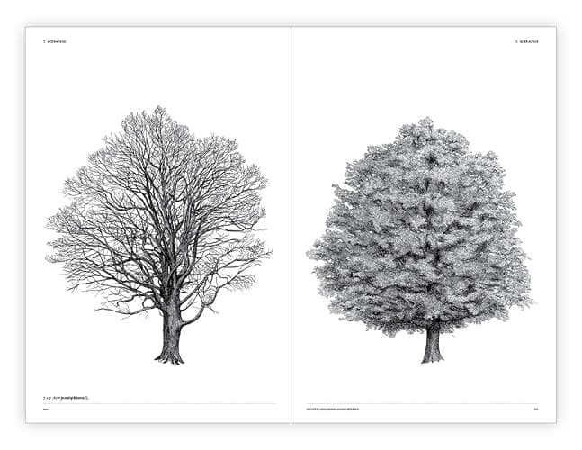 The Architecture of Trees thumbnail 9
