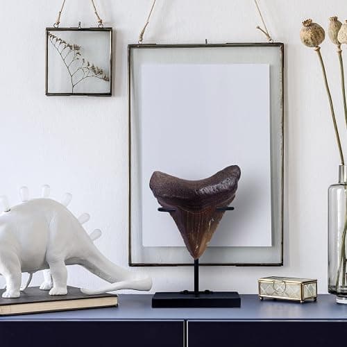 Chunful 2 Pcs Megalodon Shark Tooth Display Stand Metal Shark Tooth Holder Display Easel Holder for Slab Slice Fossil Flat Crystals and Minerals, 4 x 4.5'' (Metal Base) thumbnail 5