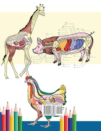Veterinary Anatomy Coloring Book: Animals Physiology Self-Quiz Color Workbook for Studying and Relaxation | Perfect gift For Vet Students and even Adults thumbnail 2