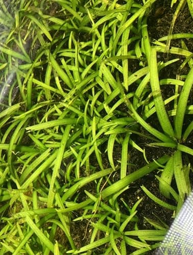 15x Dwarf Sagittaria Subulata Dwarf Sag Live Aquarium Plants Aquatic Carpet Plant Buy 2 GET 1FREE thumbnail 3
