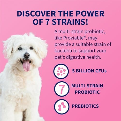 Nutramax Proviable Probiotics + Prebiotics, for Dogs & Cats, Capsules, 80ct | Probiotics and Prebiotics for Cats and Dogs, Daily Gut Health Support Supplement, Multiple Strains, Sprinkle on Food thumbnail 4