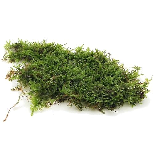 K2AQUA 20 Grams Christmas Moss Vesicularia Montagnei Live Aquatic Plants for Aquarium Fresh Green Low Light Easy to Grow for Fish Tank Tropical Planted Tank thumbnail 2