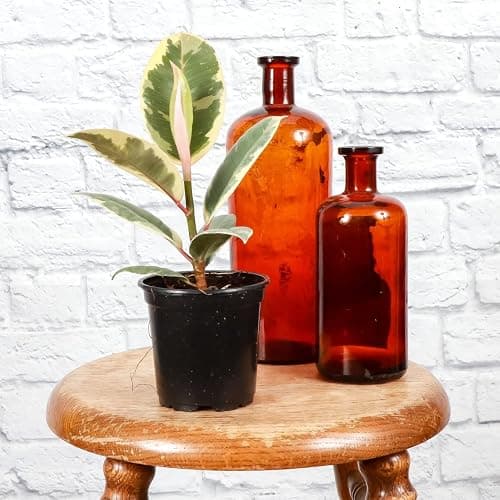 Thorsen's Greenhouse Live Tineke Rubber Plant, Ficus Elastica, Live Indoor Plant, 4" Diameter Pot thumbnail 4