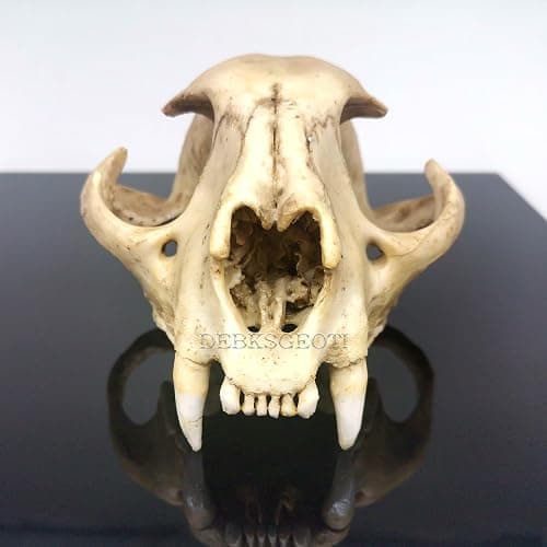 DEBKSGEOTI Female Cougar Skull Feline Model Synthetic 1:1 Puma Concolor Anatomy and Physiology Education Synthetic Replica thumbnail 6