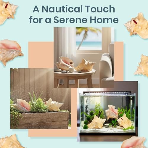 Conch Shell Decor - Seashell Decor - 6-8" Large Sea Shell - Shells for Decoration - Large Seashells for Crafts - Magic Conch Shell Room Decor thumbnail 3
