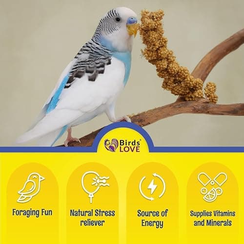 Birds LOVE Millet Tips & Tails for Birds - Parakeets, Cockatiels, Lovebirds, Finches, Budgies, Canaries, Cockatoos - Natural & Healthy Millet for Birds - Parakeet Food & Treats for All Parrots, 1lb thumbnail 4