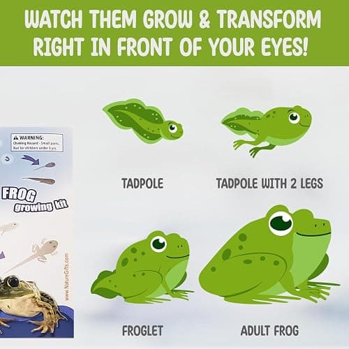 Tadpole to Frog Kit with Certificate for 2 Live Tadpoles, All-in-One Bundle | Watch metamorphosis with this complete tadpole kit, an all-in-one bundled engaging science project thumbnail 6