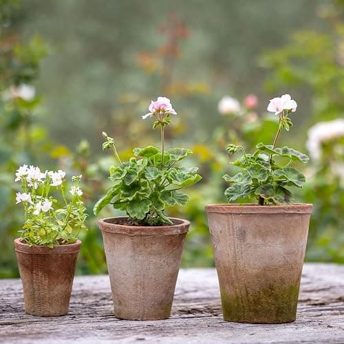 Terracotta Pots thumbnail 2