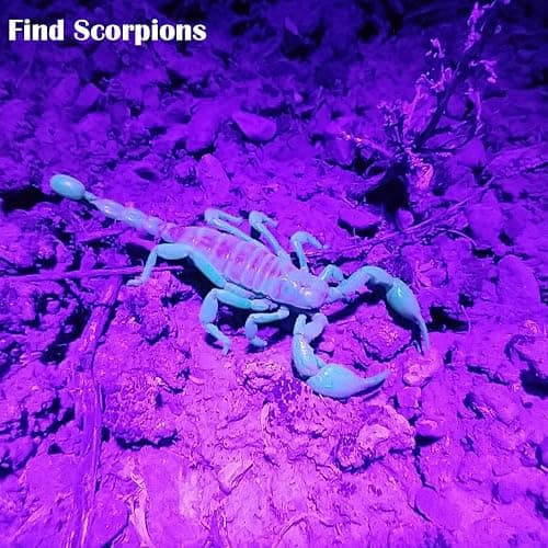 Waklyte Black Light UV Light, 21 LED 395nm UV Flashlight, Powerful Mini Blacklight Flashlight, Small Portable Black Light Flashlight for Pet Urine Detection, Scorpion, Resin Curing, Bed Bug, Nails thumbnail 5