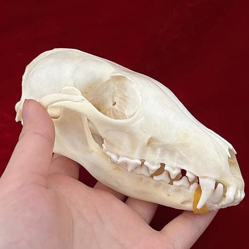 CLLOEAT Taxidermy Real Animals Skulls, Real Bones Specimen, Taxidermy Supplies for Science Education, Special Gift (Fox Skull) thumbnail 4