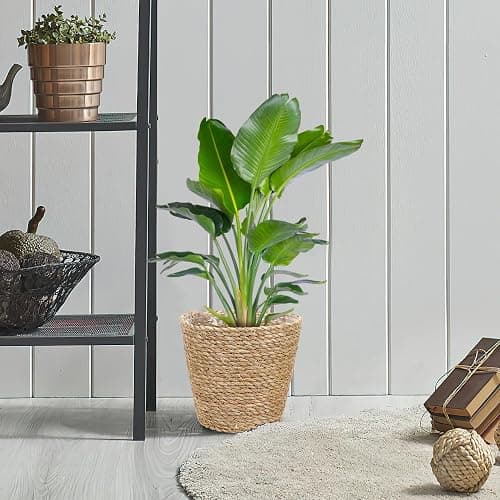 Balacoo Woven Plant Basket: Pot Basket Planter Seagrass Basket Wicker Baskets Natural Storage Pot for Storage Laundry thumbnail 8