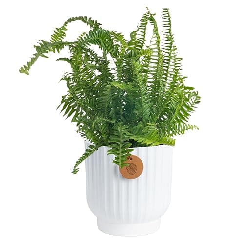 Costa Farms Kimberly Queen Fern Live Plant in Decorative Pot, Indoor & Outdoor Houseplant, Perfect for Home, Room, or Office Decor, Great House Warming or Birthday Gift, 12-18 Inches Tall - Image 1