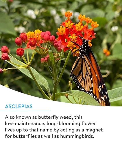 Burpee Wildflower 25,000 Bulk, 1 Bag 18 Varieties of Non-GMO Flower Seeds for Hummingbirds and Butterflies thumbnail 2