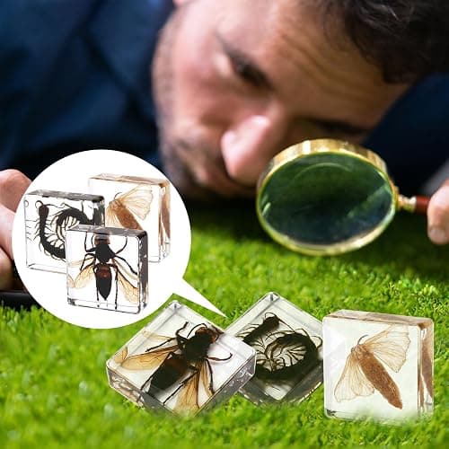Hudirgo 7 Pcs Real Taxidermy Bugs - Insects in Resin for School Lab Entomology Dissection, Bugs in Resin Gifts for Specimen Collector, Family Or Friends (1.5 X 1.5 X 0.6 Inch) thumbnail 6
