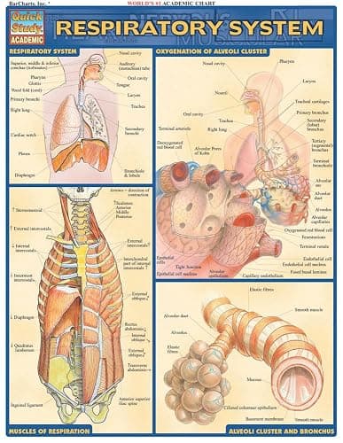 Respiratory System (Quick Study: Academic) - Image 1