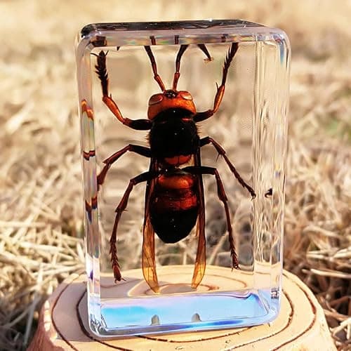 20 Pieces Insect in Resin Bug Preserved Specimen Collection Paperweights Resin Insects Various Insect Specimen for Office, Men, Women, Biology, Science Teacher, Education, Bug Collection Supplies thumbnail 7