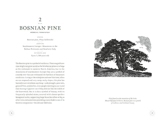 In the Circle of Ancient Trees: Our Oldest Trees and the Stories They Tell thumbnail 3