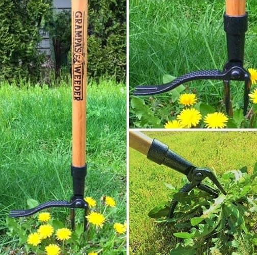 Grampa's Weeder - The Original Stand Up Weed Puller Tool with Long Handle - Made with Real Bamboo & 4-Claw Steel Head Design - Easily Remove Weeds Without Bending, Pulling, or Kneeling. thumbnail 7