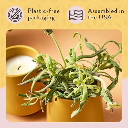 Modern Sprout Rooted Candle - 2 in 1 Scented Cedarwood 6 oz Christmas Soy Candle with Lavender Plant Seeds, 42 hr Burn Time in Matte Glaze Ceramic Vessel, Indoor Herb Garden Kit, Holiday Gift & Decor thumbnail 5
