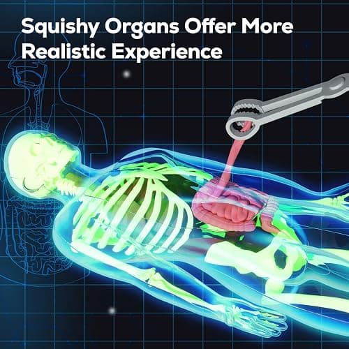 5. GobiDex Human Body Skeleton Model Kits, 40 Piece Anatomy Figure,Glow in The Dark Bones Interactive Science Kit, STEM Educational Toys for Boys and Girls, Halloween Physiology Gifts for Kids Ages 8+ thumbnail 4
