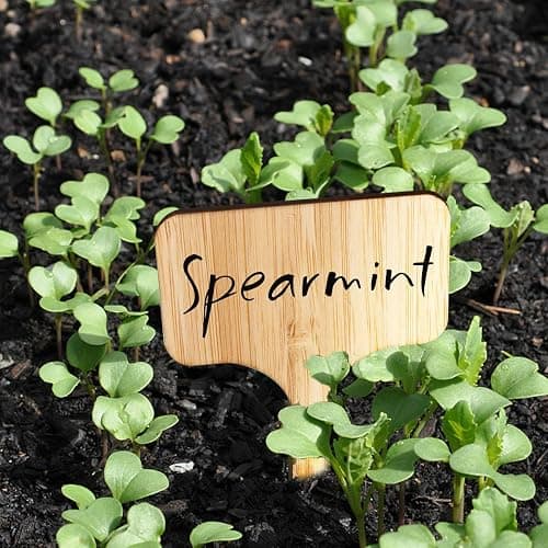 Homenote Bamboo Plant Labels 60Pcs Plant Tags for Seedling T-Type Tags for Plants Outdoor Garden Markers Vegetable Seedling(2.36 * 4“) thumbnail 6
