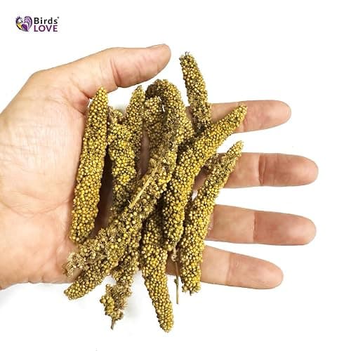 Birds LOVE Millet Tips & Tails for Birds - Parakeets, Cockatiels, Lovebirds, Finches, Budgies, Canaries, Cockatoos - Natural & Healthy Millet for Birds - Parakeet Food & Treats for All Parrots, 1lb thumbnail 3