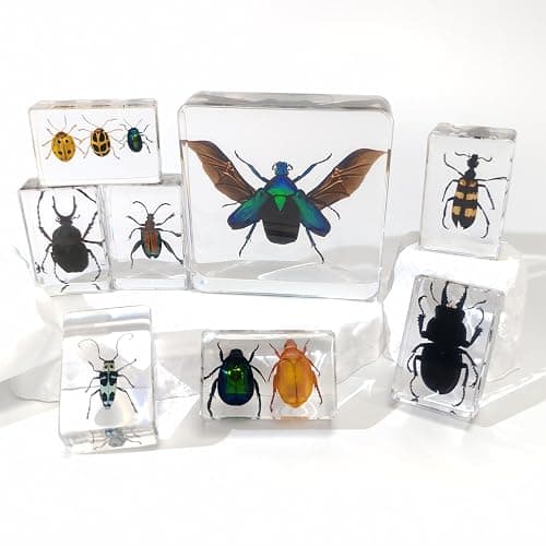 8 Pcs Taxidermy Beetles in Resin, 1 Large & 7 Small Beetles Specimens Insect Resin Set for Entomology Education Kit, Biology Display Supplies, Oddities and Curiosities Gifts Bug Collection(Chafer) - Image 1