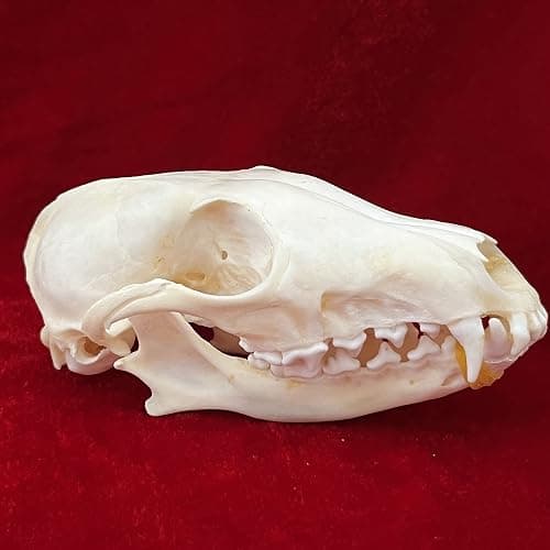 CLLOEAT Taxidermy Real Animals Skulls, Real Bones Specimen, Taxidermy Supplies for Science Education, Special Gift (Fox Skull) thumbnail 3