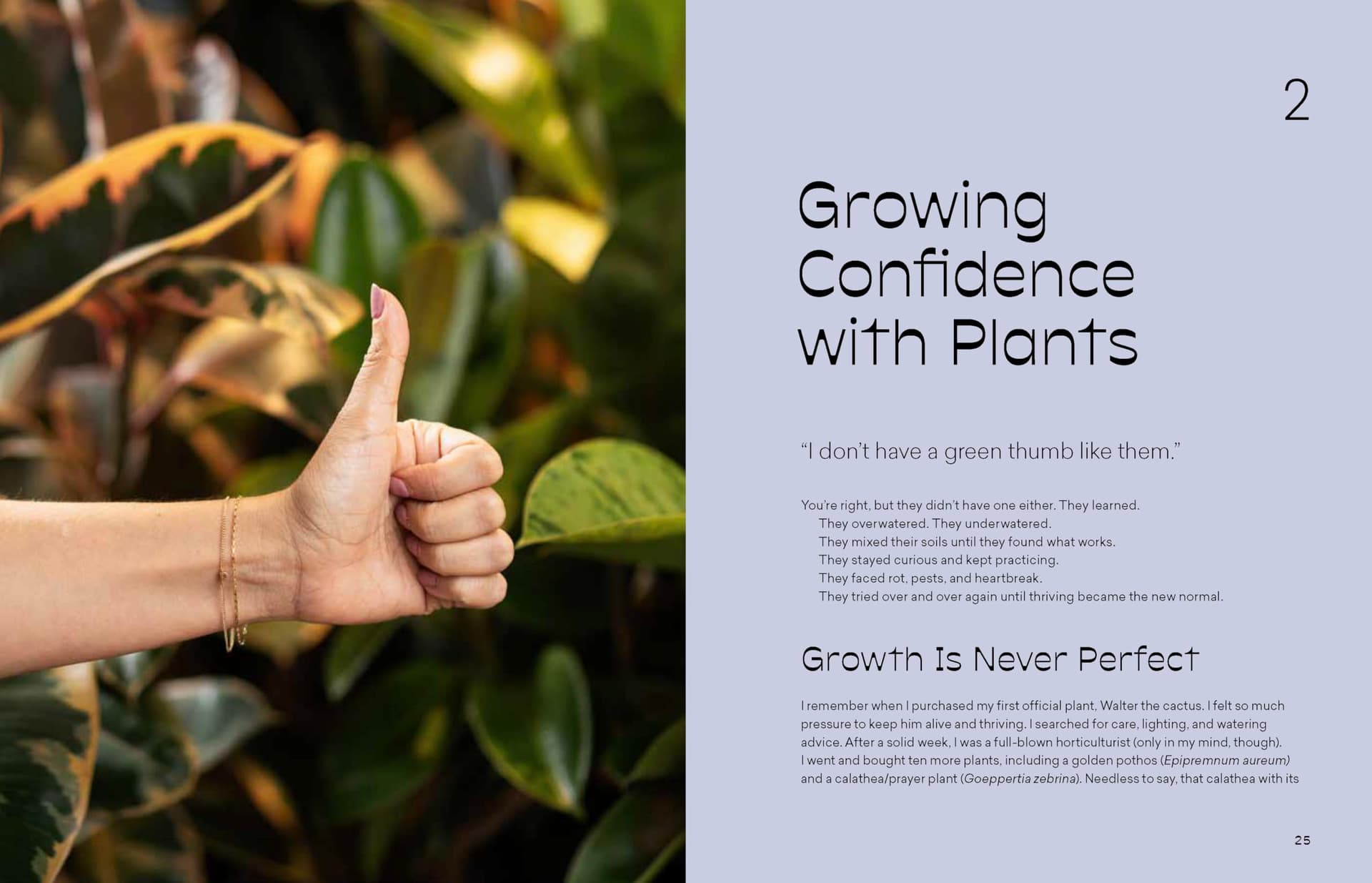 More Than Just a Plant: How to Care for Your Plants as They Care for You thumbnail 4