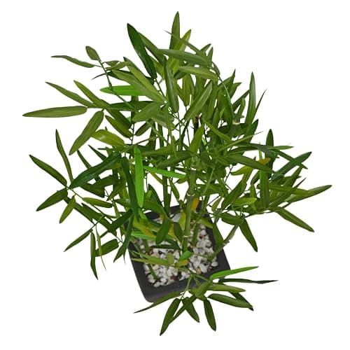 Westcharm 18 inch Faux Bamboo Plant - Lush Artificial Bamboo in Black Polyresin Pot with Decorative River Stones for Home Office Kitchen Living Room Countertop Mantel thumbnail 5