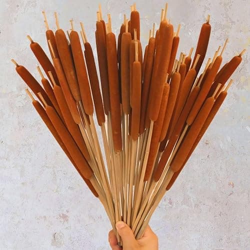 Dried Natural Brown Cattails Flowers - 20PCS Real Broadleaf Pencil Cattail Stems Bundles, 17'' Bulrush Plants Dry Flower for DIY Floral Arrangements, Wedding Home Office Gardens Decor - Image 1