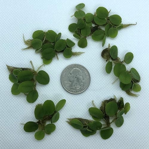 50+ Leaves Water Spangles (+Mystery Plant + Invisible Feeding Ring) Salvinia Minima Aquarium Floating Plant by Aquarigram - Plants + Invisible Feeding Ring (see video) thumbnail 4