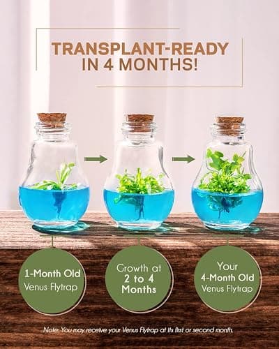 Venus Fly Trap, Grow Your Own Venus Flytrap in a 100% Self Sustaining Glass Terrarium, Maintenance Free, Easy to Grow, Healthy Growth Guarantee thumbnail 4
