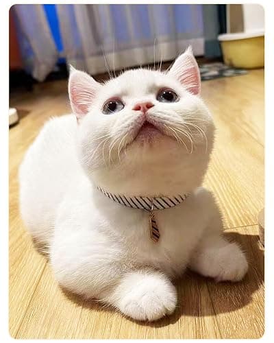 SOLMOONY 3 Pack Classic Stripes Cat Collars - Breakaway Kitten Collar and Adjustable 7.8-11.8 in，Cute Neckties Kitty Collar for Wedding Formal and Party thumbnail 5