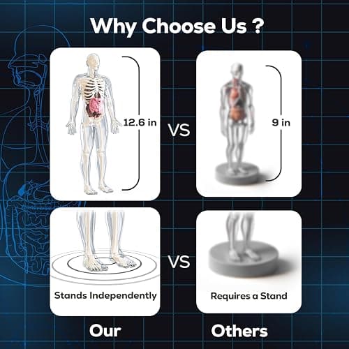 5. GobiDex Human Body Skeleton Model Kits, 40 Piece Anatomy Figure,Glow in The Dark Bones Interactive Science Kit, STEM Educational Toys for Boys and Girls, Halloween Physiology Gifts for Kids Ages 8+ thumbnail 2