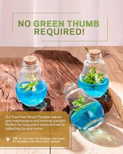 Venus Fly Trap, Grow Your Own Venus Flytrap in a 100% Self Sustaining Glass Terrarium, Maintenance Free, Easy to Grow, Healthy Growth Guarantee thumbnail 3