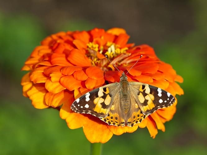 Insect Lore Butterfly Farm™  thumbnail 11