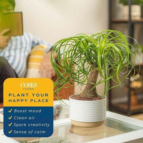 Costa Farms Ponytail Palm Live Plant in Decorative Pot, Easy to Maintain Indoor Houseplant, Perfect for Home, Room, or Office Decor, Great House Warming or Birthday Gift, 12-22 Inches Tall thumbnail 5