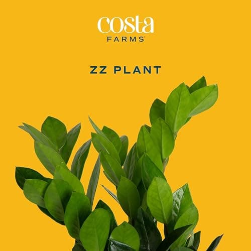 Costa Farms ZZ Live Plant in Decorative Pot, Easy to Maintain, Air Purifying Indoor Houseplant, Perfect for Home, Room, or Office Decor, Great House Warming or Birthday Gift, 12-20 Inches Tall thumbnail 3