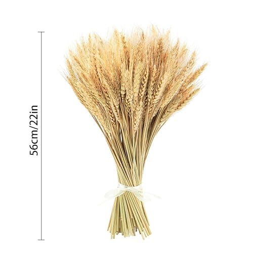 Uieke 17.7 Inches Dried Wheat Stalks, 100 Stems Dried Flowers 100% Natural Wheat for Home Kitchen Wedding Party Table Centerpiece Harvest Wreath Boho Farmhouse DIY Decoration thumbnail 3