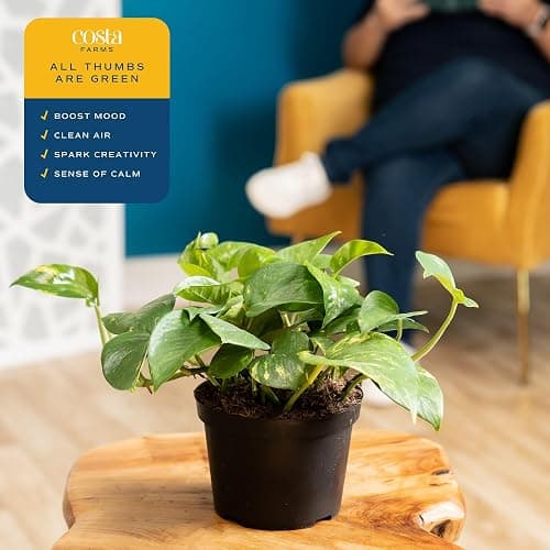 Costa Farms Golden Pothos Live Plant, Easy Care Indoor House Plant in Grower's Pot, Potting Soil, Great for Outdoor Hanging Planter or Basket, Housewarming Gift, Desk Decor, Room Decor, 10-Inches Tall thumbnail 4