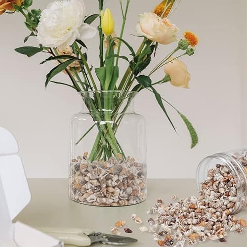 WEOXPR 2000 Pcs Tiny Sea Shells for Craft, Mixed Ocean Beach Mini Seashells | 2000 tiny sea shells, mini seashells bulk, mixed ocean shells, crafting, DIY, fish tank, vase decor thumbnail 5