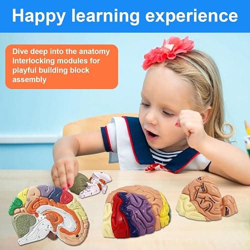Brain Model 2X Life‑Size, Brain Anatomy Model for Neuroscience, 4‑Part Detachable 3D Brain Model with Laser‑Engraved Labels and Stand for Psychology Neuroscience Learning thumbnail 5