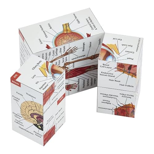 Human Anatomy Study Cube | Study 9 Parts of The Human Body | Perfect Anatomy Revision Guide | Addictive Anatomy Model Cube | Great Gift for Nurse, Dentist, Medical Students thumbnail 4