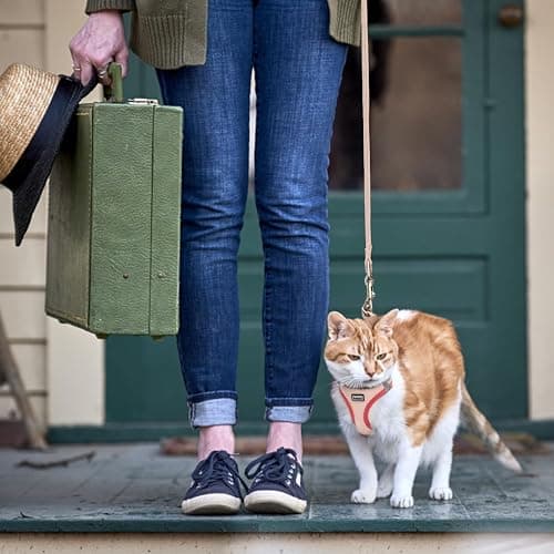 Betmaypet Cat Harness and Leash Set, Soft and Breathable Vest with Reflective Strip, Escape Proof Kitten Harness, Easy to Wear for Cats Walking and Traveling (Purple, M) thumbnail 5