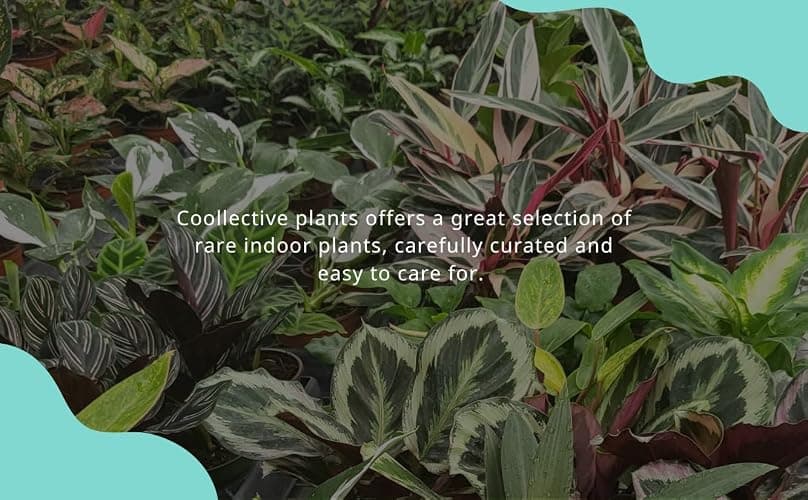 CoollectivePlants Monstera Swiss Cheese – Live Monstera Plant in 4″ Grower’s Pot, Easy Care Indoor House Plants Live and Low Maintenance Indoor Plant thumbnail 6