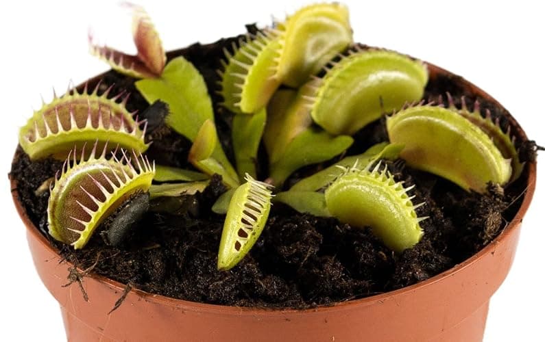Perfect Plants Venus Fly Trap Plant in a 9cm Pot. Fascinating Fly Eating Carnivorous Plants thumbnail 5